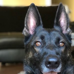 Meet your Posher, Cory